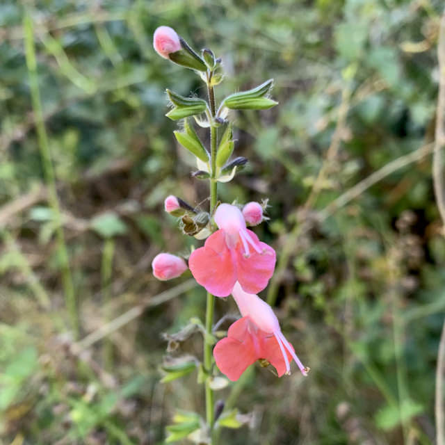 Salvia coccinea